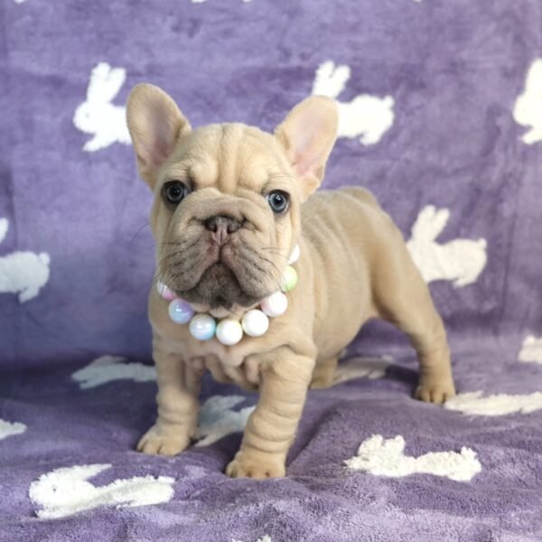 🐾 Molly – 9 Week Old French Bulldog - Image 4