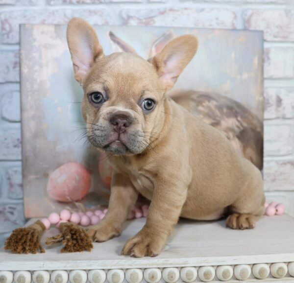 🐾 Molly – 9 Week Old French Bulldog - Image 2